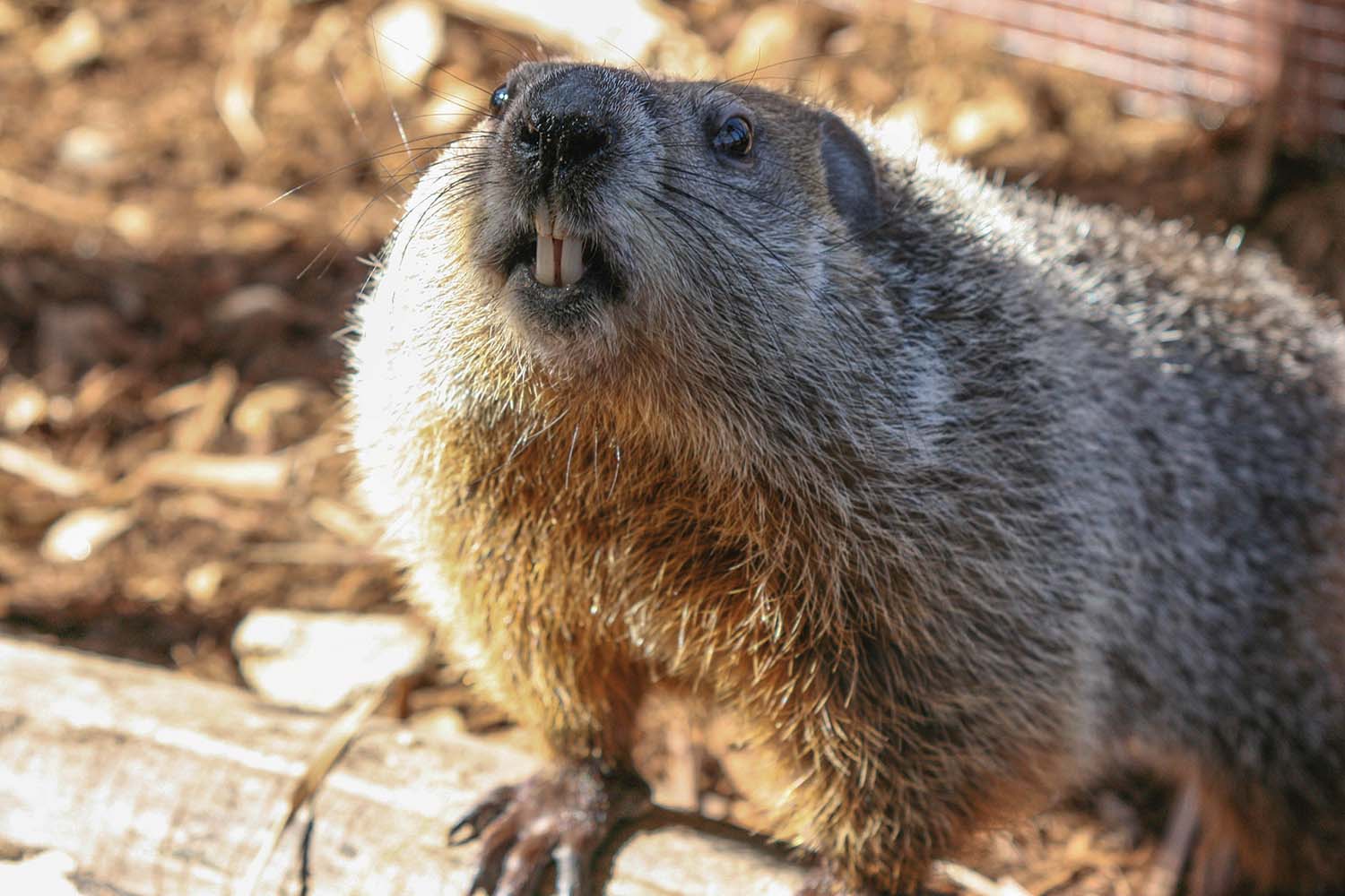 Real life for a hometown groundhog