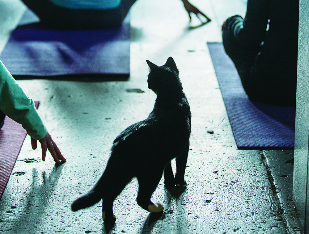 Yoga Class Stretches to Include Animal Activism