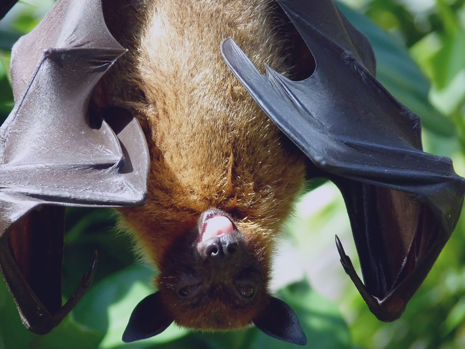 Bats Belong in Transylvania County